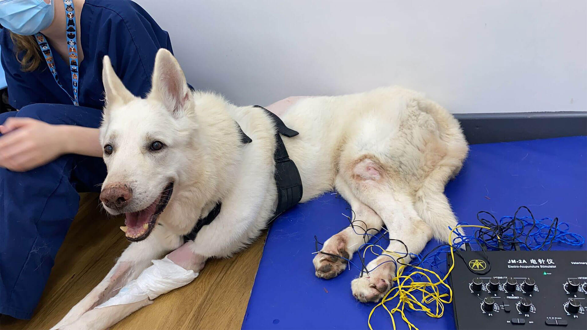 Integrative Medicine Chinese remedy animals - Veterinary Specialists Ireland