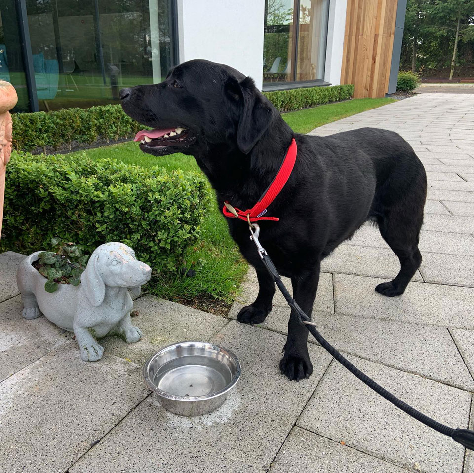Nutrition dogs canine expert advice and guidance Veterinary Specialists Ireland