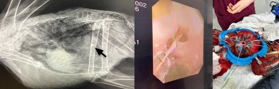 Piece of metal found in Princesses abdomen the Scarlett Macaw