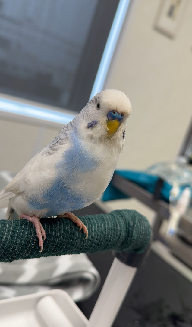 Blue and White Budgie being cared for by the Exotics team in Veterinary Specialists Ireland ()