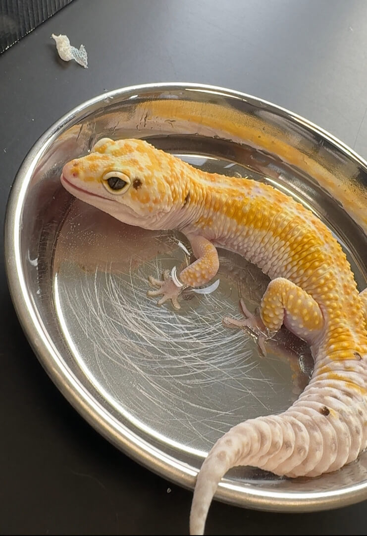 Leopard Gekko Exotics at Veterinary Specialists Ireland