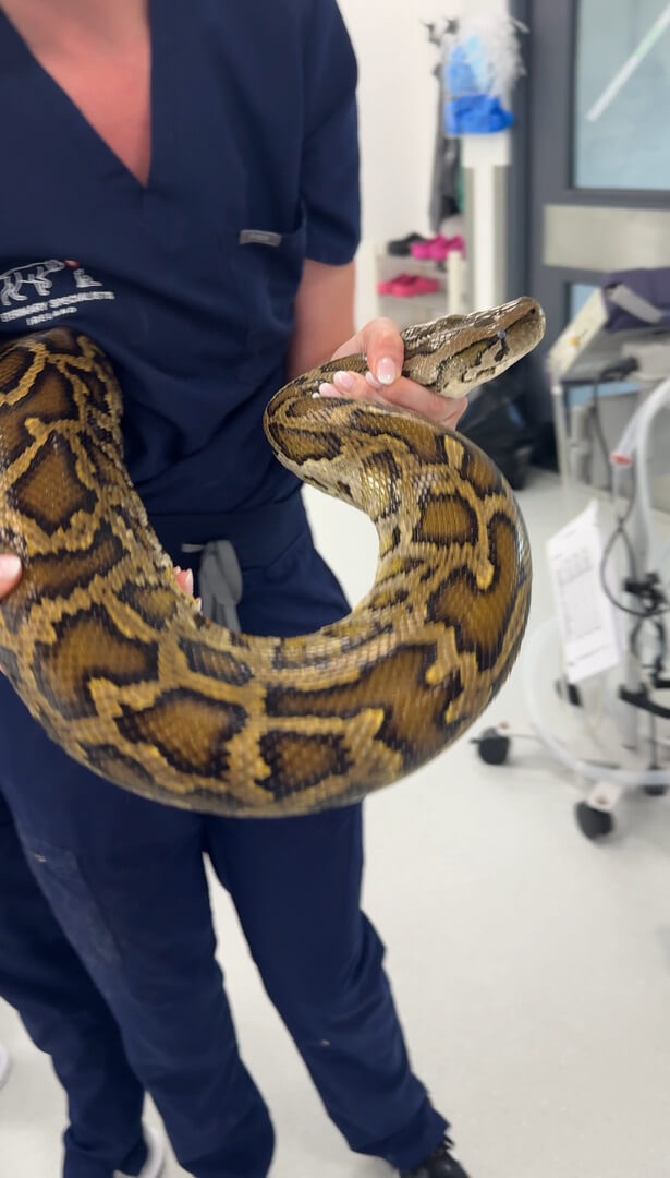 Snake being cared for at veterinary Specialists Irleand ()