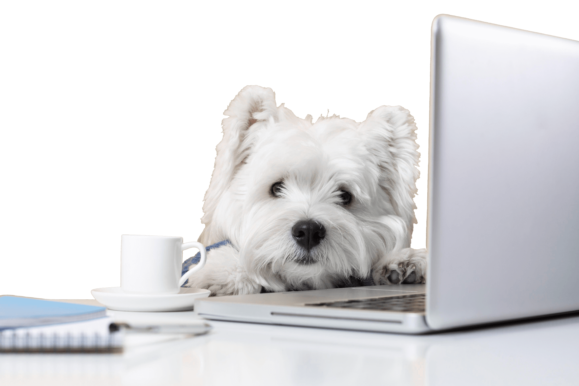 cute little dog impersonating business person